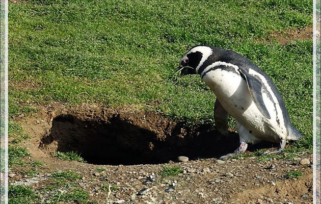 Manchots de Magellan, Magellanic Penguin, Pingüino patagónico, Pingüino de Magallanes (Spheniscus magellanicus): chérie, regarde je nous prépare un joli nid d'amour - Île Magdalena - Patagonie -