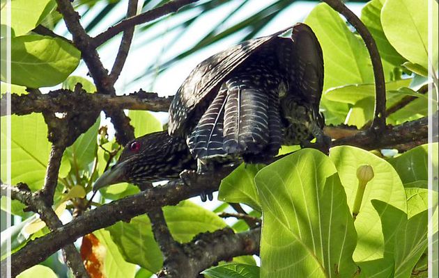 Coucou koël, Asian Koel (Eudynamys scolopaceus) femelle - Athuruga - Atoll d'Ari - Maldives