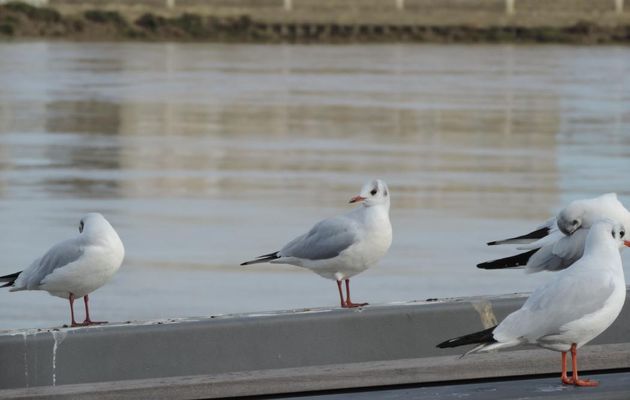 ma mouette du jour !