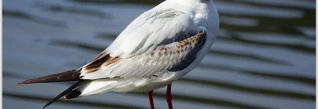 Mouette Rieuse (1) - Chroicocephalus ridibundus
