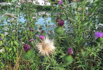 une abeille et des fleurs