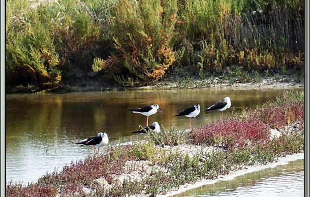 Repos d'échasses blanches dans les marais - La Couarde-sur-Mer - Ile de Ré - 17