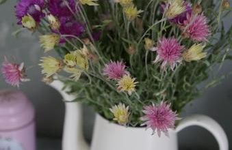 Pour les jours sans fleur