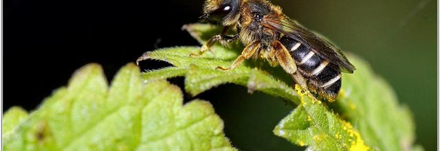 Abeille (1) - Halictus Scabiosae 