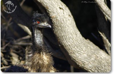  Émeu d'Australie ( Dromaius novaehollandiae ) - Casuariiformes