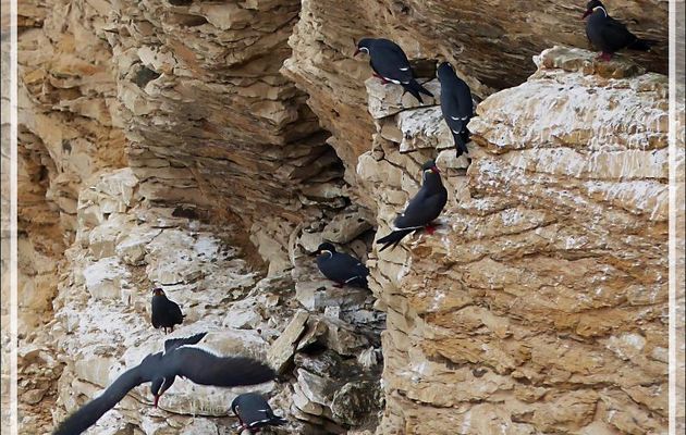 Falaise aux Sternes incas (Larosterna inca) - Réserve de Paracas - Pisco - Pérou