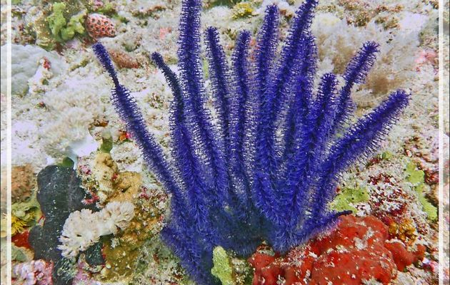 Gorgone Menella bleue, Blue Menella sea fan (Menella sp.) - Beangovo - Tsarabanjina - Mitsio - Madagascar