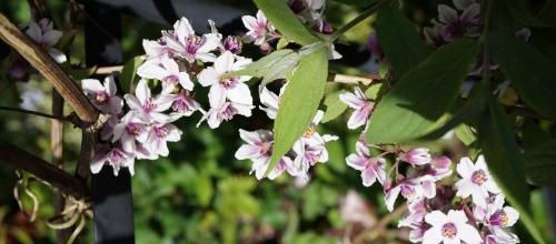 une pure merveille, le Deutzia Calicosa de Momo