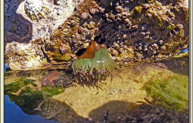Anémone de mer aux couleurs fluorescentes, l'Anémone verte (Anemonia viridis) - Loix-en-Ré - Ile de Ré - 17