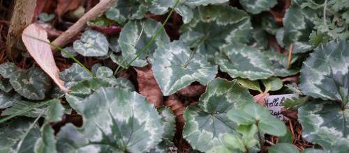 le feuillage des cyclamens