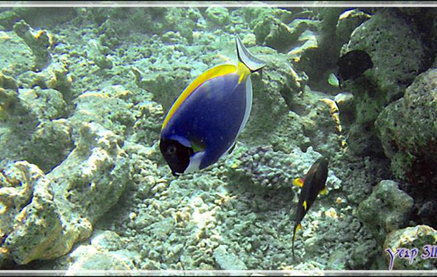 Chirurgien à poitrine blanche, Powderblue surgeonfish (Acanthurus leucosternon) - Thudufushi - Atoll d'Ari - Maldives