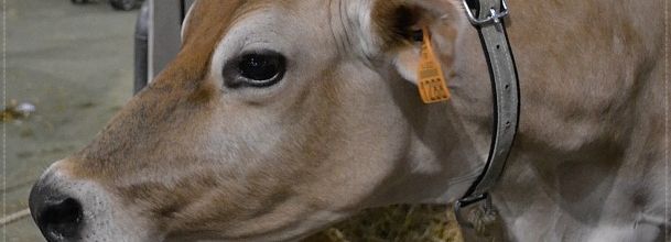 Salon de l'agriculture 2013 : La Jersiaise