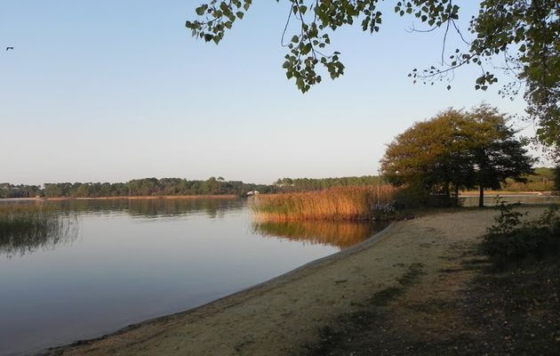 Le héron du lac de Sanguinet