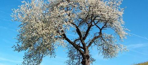 Encore un printemps…