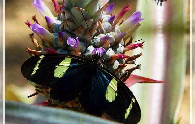 Papillon Héliconius Sara (Sara longwing butterfly) sur fleur d'ananas sauvage - Inkaterra Hacienda Concepcion - Puerto Maldonado - Pérou