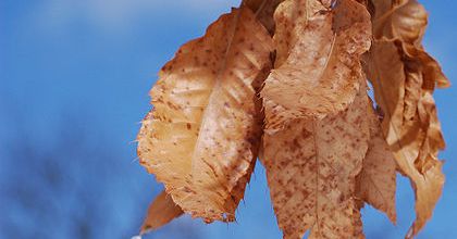 Automne / Aŭtuno ...