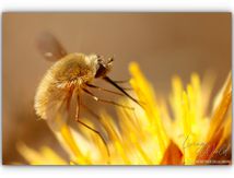 Plaidoyer pour les mouches