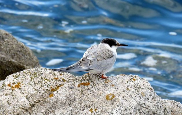 un oiseau de mer !