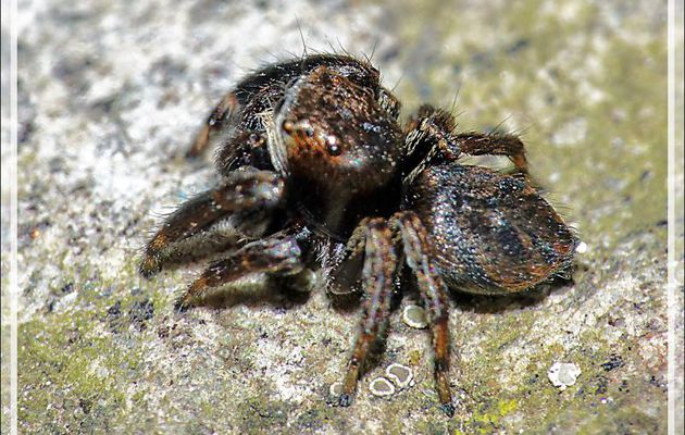 Araignée sauteuse (saltique) gorille mâle (Evarcha arcuata) - Lartigau - Milhas - 31