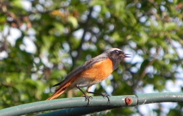 Dans le jardin - les oiseaux