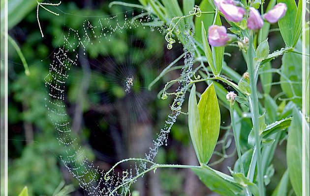 L'araignée épeire et son collier de perles - Lartigau - Milhas - 31