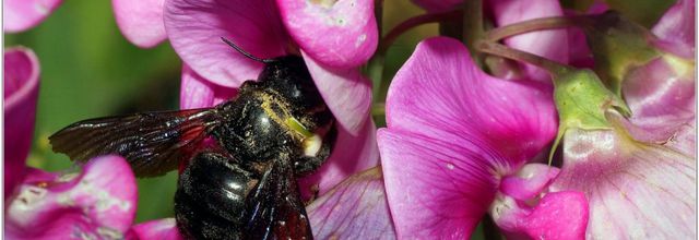 Xylocope Violet (1) - Abeille Charpentière / Xylocopa violacea