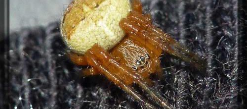 Petite araignée deviendra grande