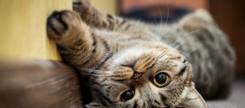 Adopter un chat quand on habite un studio ?