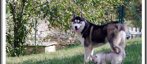 Husky mini maxi (J+48 : 1er octobre 2012)