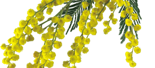 les fleurs de l'hiver/le mimosa