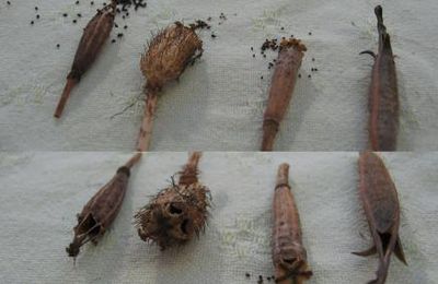 Pavots