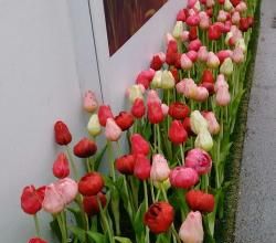 tulipes