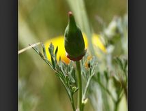 Boutons de pavots Californiens (Eschscholzia californica Cham.)