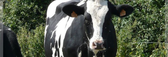 C'est la fête des vaches