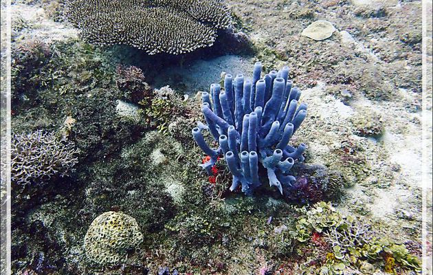 Sous réserves : Éponge tubulaire haliclone pâle, Colonial tube-sponge (Siphonochalina siphonella) - Bank des Frères - Tsarabanjina - Mitsio - Madagascar