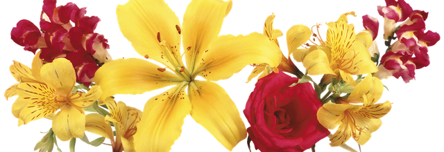 Les premières asphodèles en fleurs