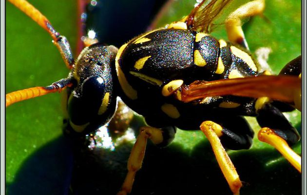 Poliste gaulois (Polistes dominula) - Lartigau - Milhas - 31