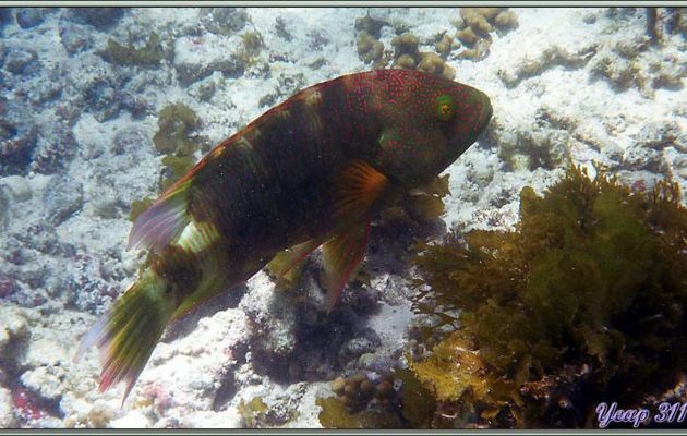 Vieille à triple queue ou Labre à franges ou maori trilobé (Cheilinus lunulatus) - Praslin - Seychelles