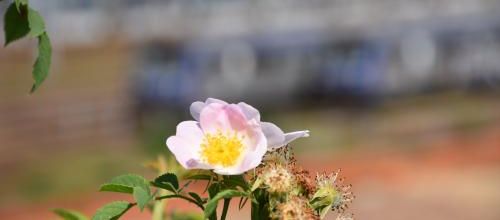 Rosa canina