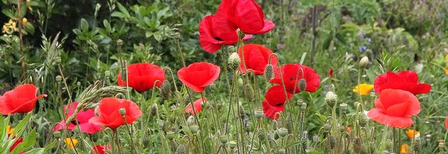 Le  jardin champêtre : les  coquelicots !