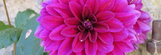 fleurs vues en vacances
