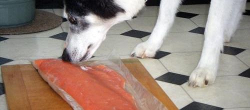 Velkommen til lakseolie til hund
