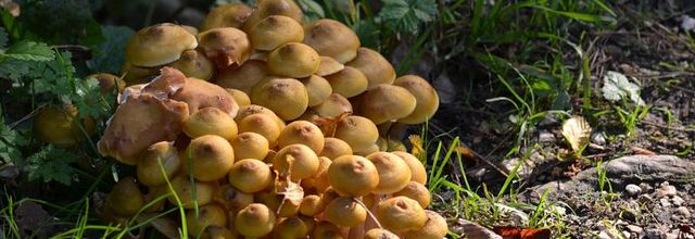  Champignons du Bois de Vincennes 