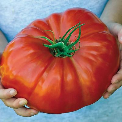 TOMATE F1 GIGANTOMO