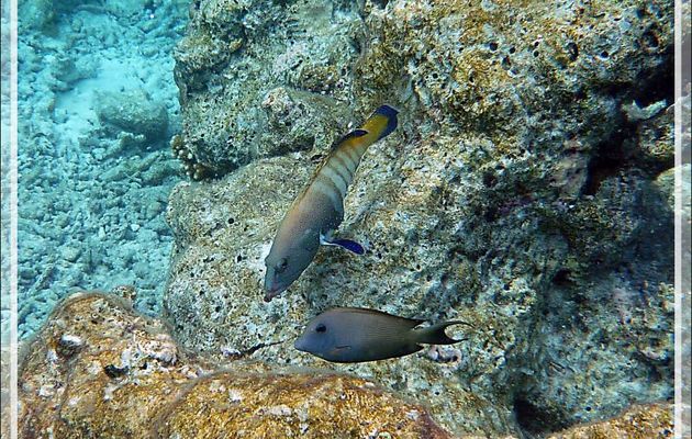Snorkeling : Mérou paon ou céleste, Vieille cuisinière, Bluespotted grouper (Cephalopholis argus) et Chirurgien strié (Ctenochaetus striatus) - Moofushi - Atoll d'Ari - Maldives