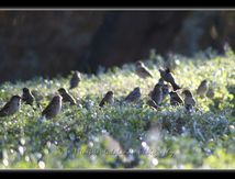 Moineaux domestiques - Passer domesticus - Passériformes