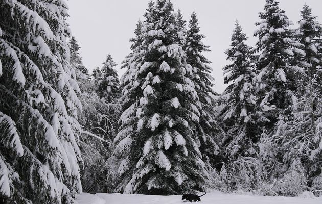 Des sapins, des sapins, des sapins...