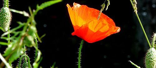 Sous notre timide ☼