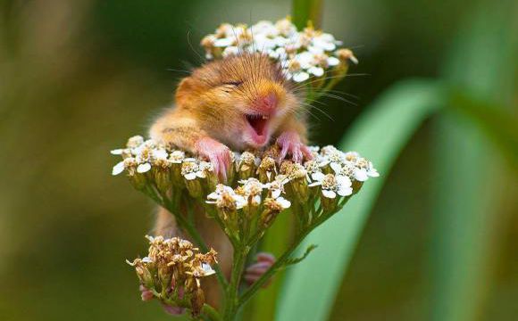 Souris sauvages, mais pas d'ordinateur (1)
