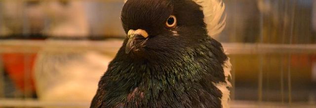 Salon International de l'Agriculture : Les pigeons 